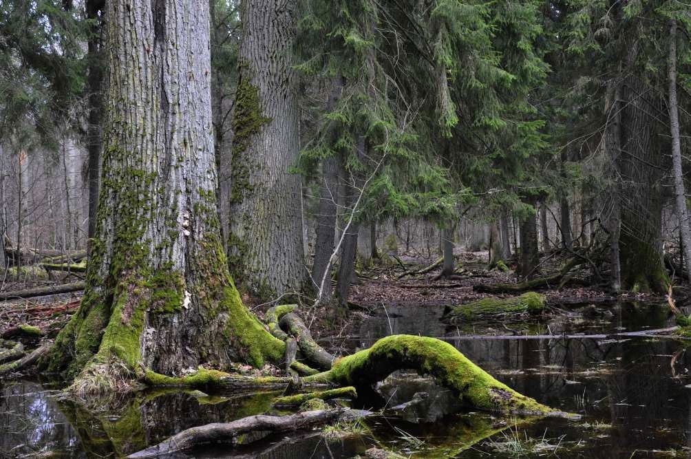 Rừng Bialowieza, Ba Lan và Belarus: Bialowiza là khoảng cuối cùng của rừng cổ trên lục địa này. Hơn 1.400 km2 được phủ kín với những cây vân sam Na Uy, thích, bạch dương, sồi và thông. Khu rừng này đã tồn tại hơn 7.000 năm. Ảnh: Prezi.