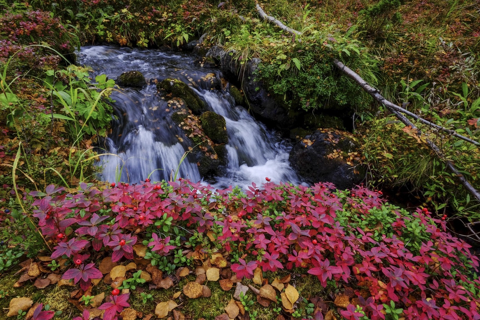 Sắc màu mùa thu ở Phần Lan. Ảnh: Tim Bird.