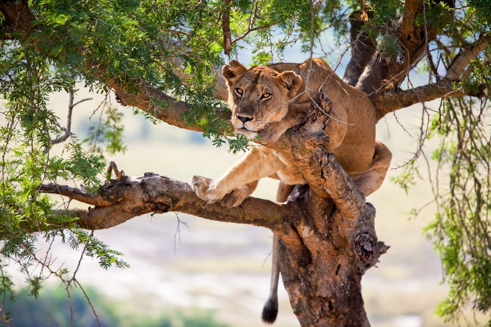 Một con sư tử nghỉ ngơi vào buổi trưa ở Uganda. Ảnh: Clare Wise de Wet.