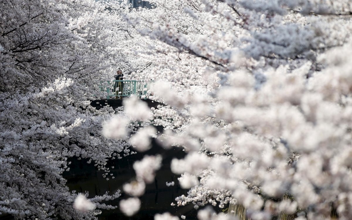Hoa anh đào bừng nở ở Tokyo, Nhật Bản. Ảnh: Toru Hanai/Reuters.