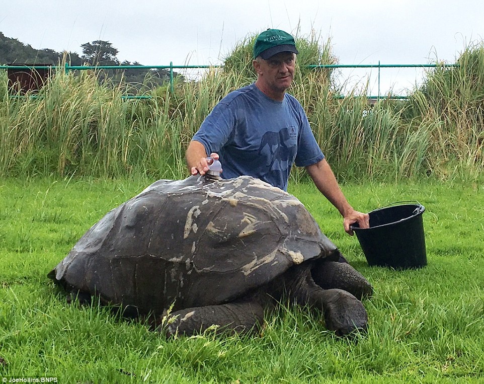 Rùa già nhất thế giới ảnh 3 Rua gia nhat the gioi anh 3