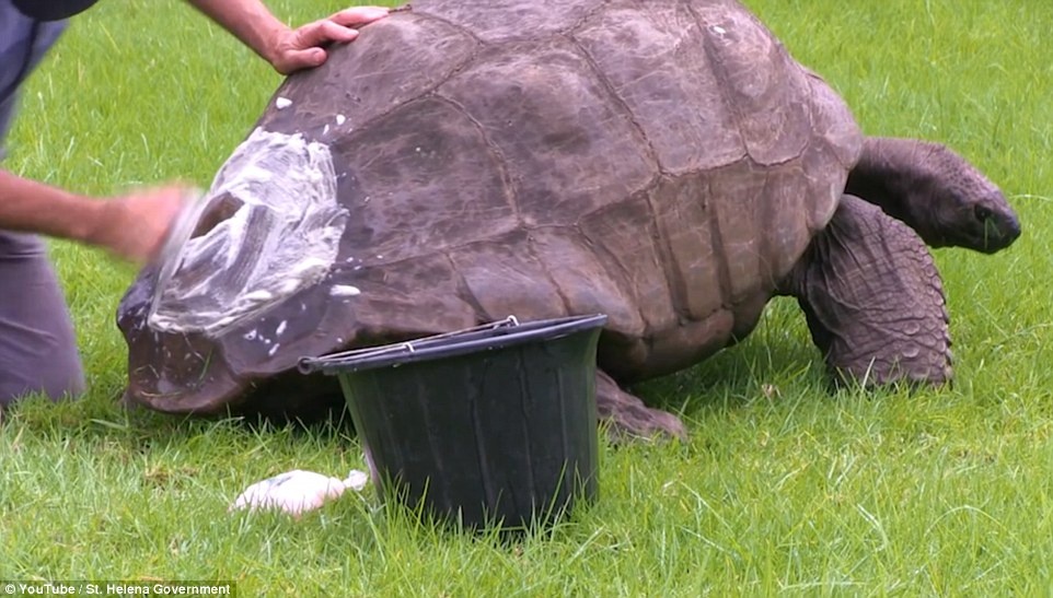 Rùa già nhất thế giới ảnh 4 Rua gia nhat the gioi anh 4