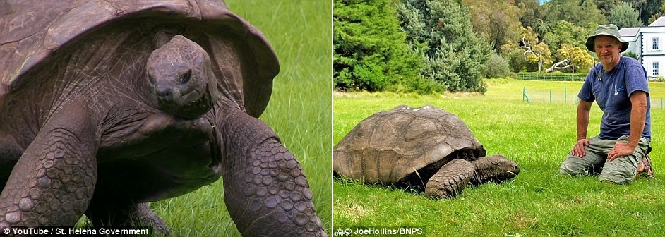 Rùa già nhất thế giới ảnh 5 Rua gia nhat the gioi anh 5