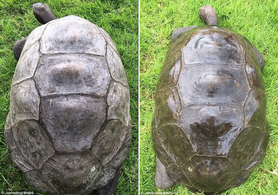 Rùa già nhất thế giới ảnh 7 Rua gia nhat the gioi anh 7