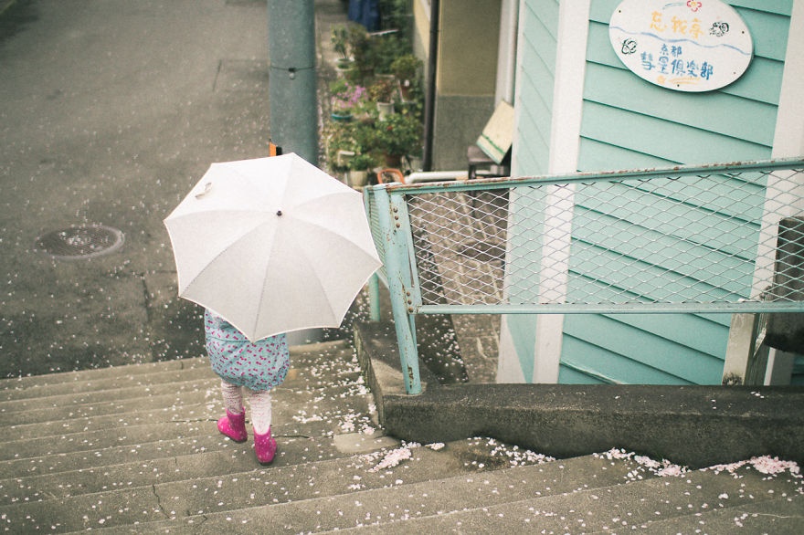 Hoa anh đào Nhật 2016 ảnh 13 Hoa anh dao Nhat 2016 anh 13