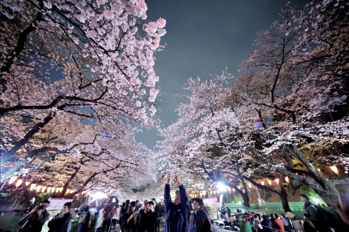 Hoa anh đào Nhật 2016 ảnh 1 Hoa anh dao Nhat 2016 anh 1