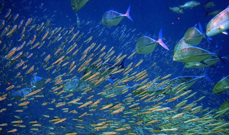 Bi mat dai duong anh 9