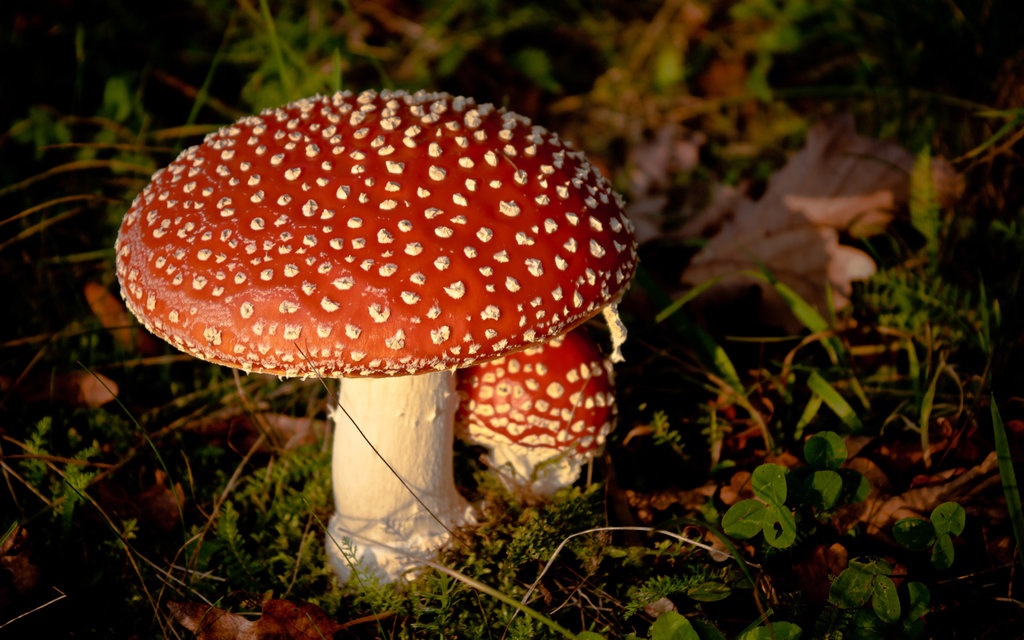 Dau hieu rieng nhan biet nam doc hinh anh