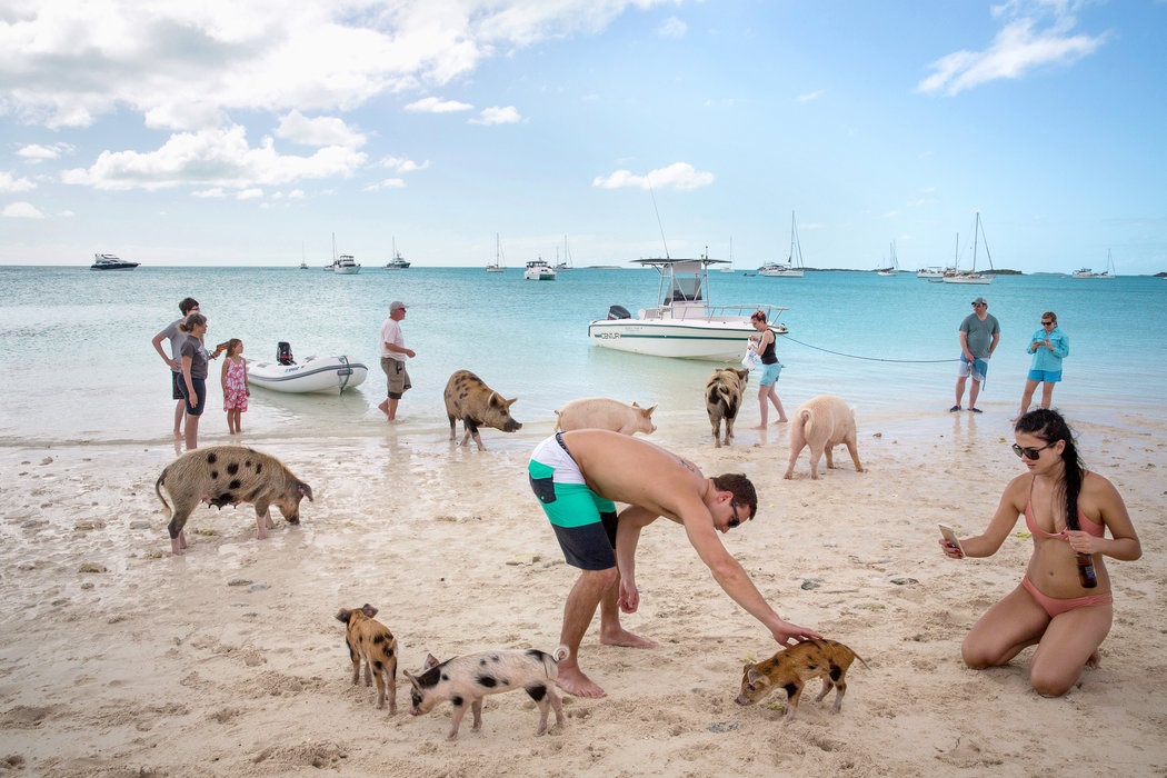 Đảo lợn Bahamas ảnh 1 Dao lon Bahamas anh 1
