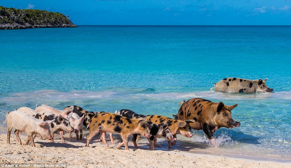 Đảo lợn Bahamas ảnh 2 Dao lon Bahamas anh 2
