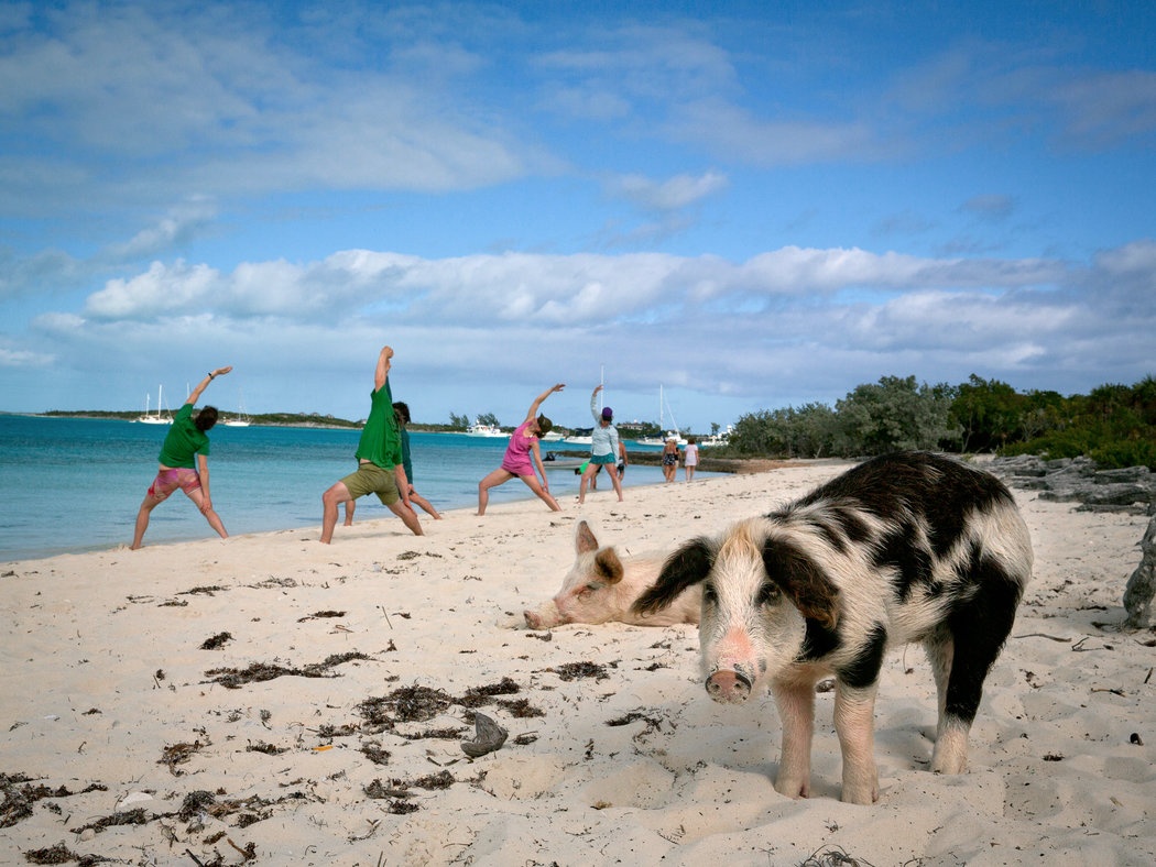 Đảo lợn Bahamas ảnh 3 Dao lon Bahamas anh 3