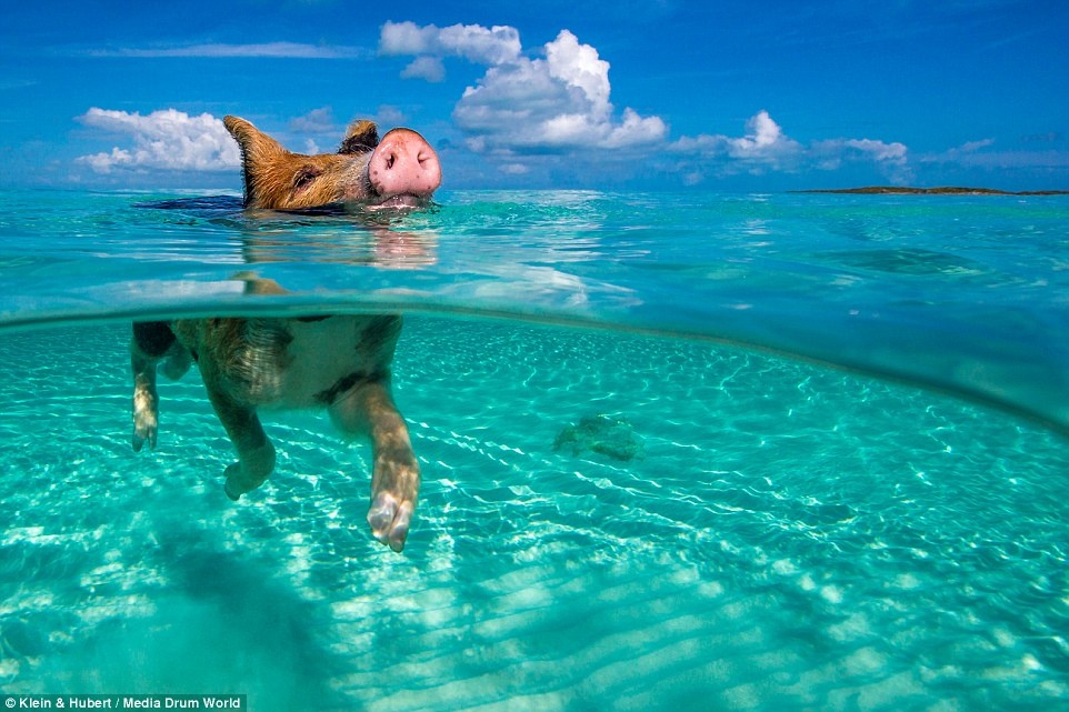 Đảo lợn Bahamas ảnh 4 Dao lon Bahamas anh 4