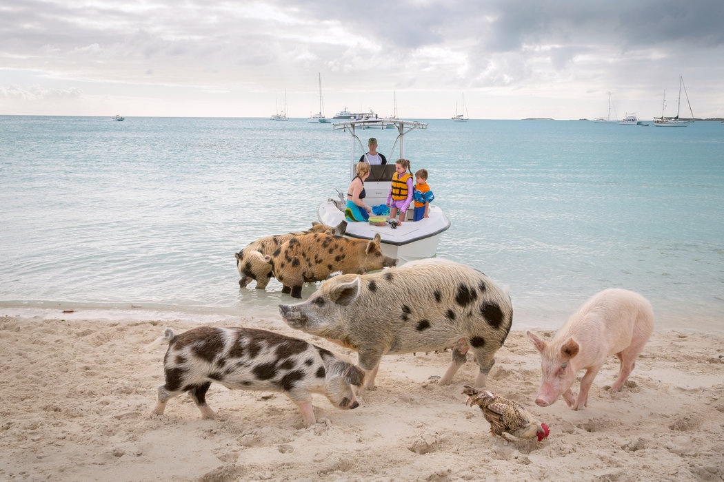 Đảo lợn Bahamas ảnh 7 Dao lon Bahamas anh 7