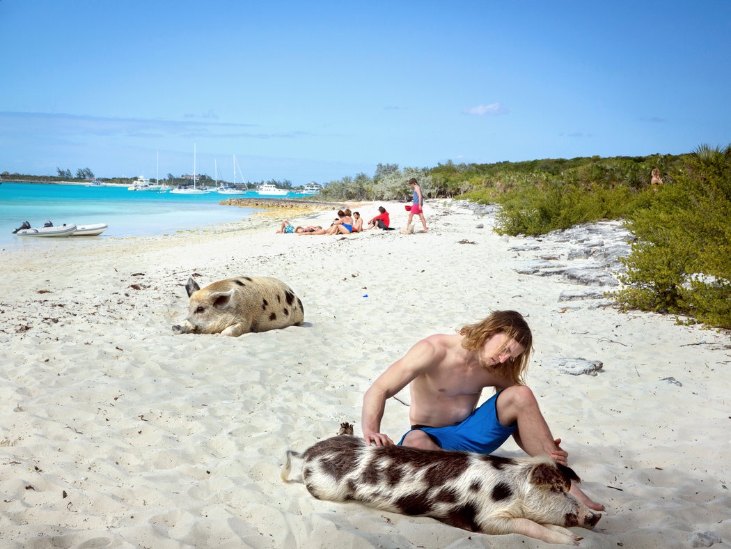 Đảo lợn Bahamas ảnh 8 Dao lon Bahamas anh 8