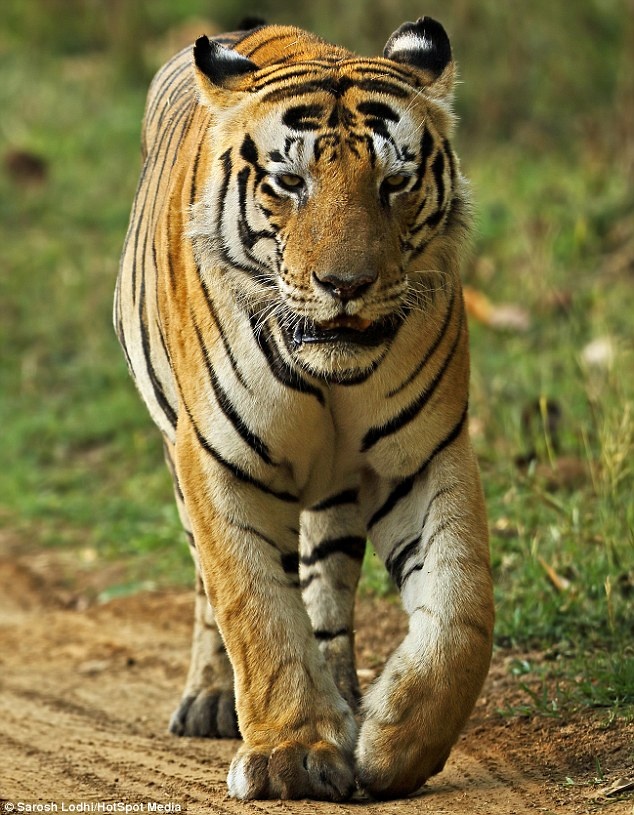 Hổ Bengal có chữ trên trán ảnh 1 Ho Bengal co chu tren tran anh 1