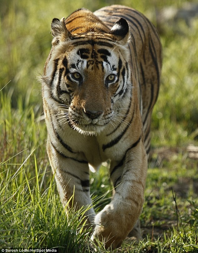 Hổ Bengal có chữ trên trán ảnh 3 Ho Bengal co chu tren tran anh 3