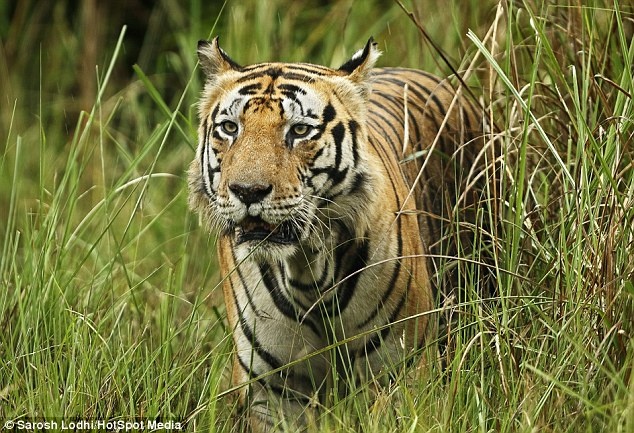 Hổ Bengal có chữ trên trán ảnh 4 Ho Bengal co chu tren tran anh 4