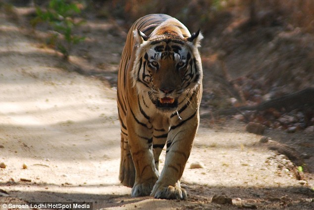Hổ Bengal có chữ trên trán ảnh 6 Ho Bengal co chu tren tran anh 6