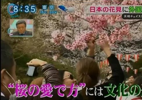 Du khach Trung Quoc pha hoa anh dao o Nhat hinh anh