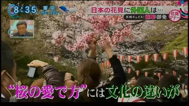 Du khách Trung Quốc phá anh đào ảnh 2 Du khach Trung Quoc pha anh dao anh 2