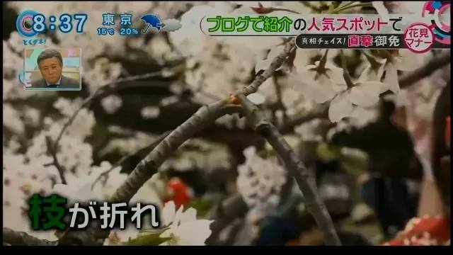 Du khách Trung Quốc phá anh đào ảnh 3 Du khach Trung Quoc pha anh dao anh 3