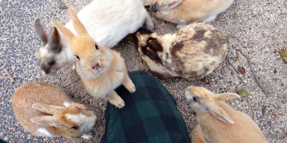 Dao meo o Nhat Ban anh 1