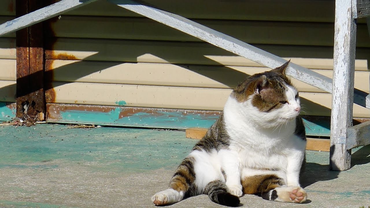 Dao meo o Nhat Ban anh 13