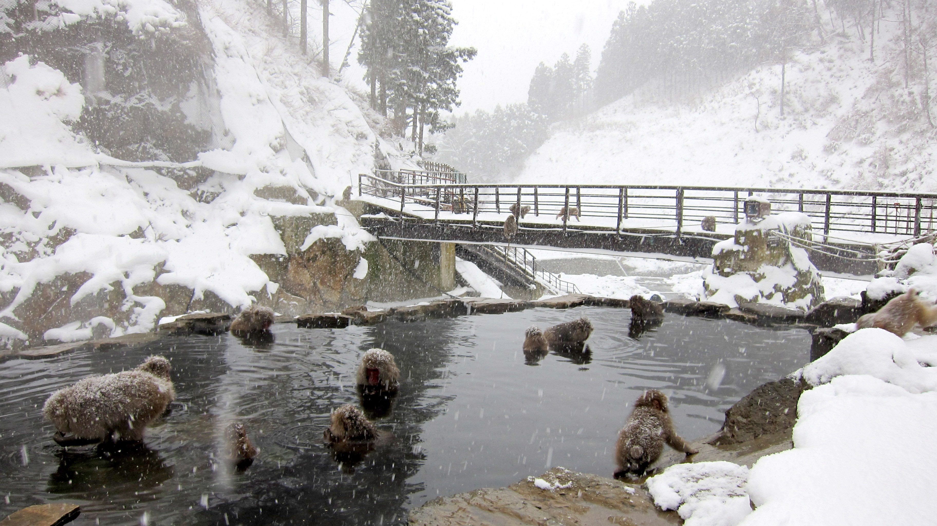 Dao meo o Nhat Ban anh 4