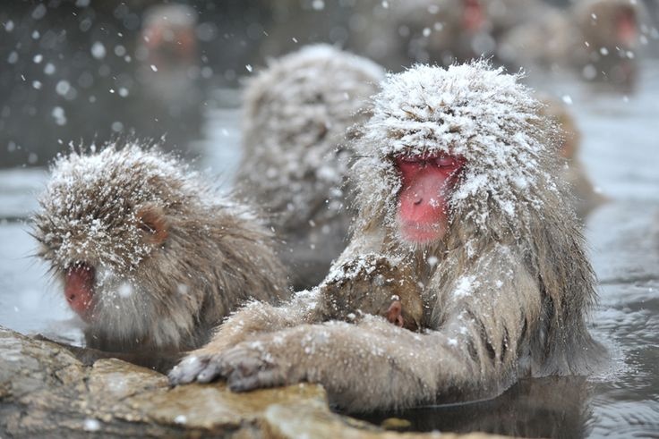 Dao meo o Nhat Ban anh 5