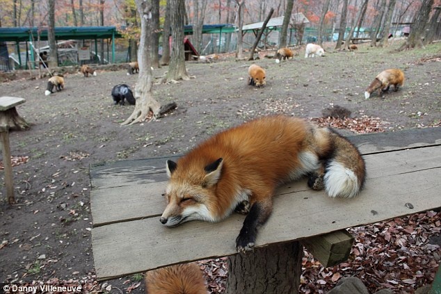 Dao meo o Nhat Ban anh 9