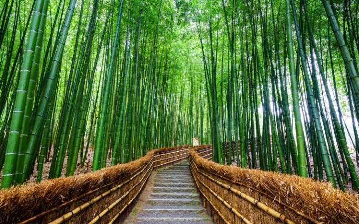 Việt Nam vào top được yêu thích ảnh 5 Viet Nam vao top duoc yeu thich anh 5