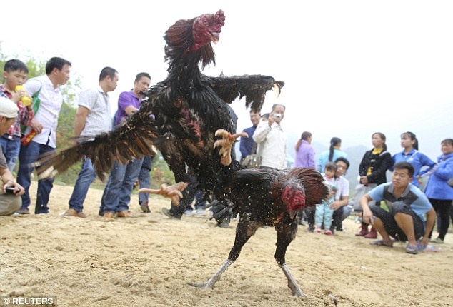 Thanh pho o Trung Quoc to chuc da ga de thu hut khach hinh anh