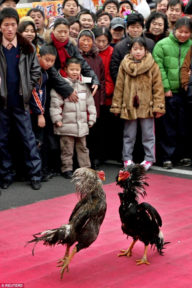 Đá gà ở Trung Quốc ảnh 2 Da ga o Trung Quoc anh 2
