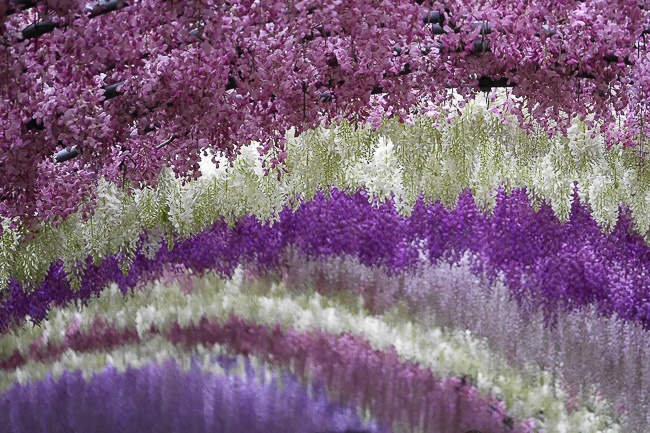 Le hoi hoa tu dang anh 5