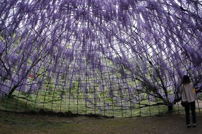 Le hoi hoa tu dang anh 6