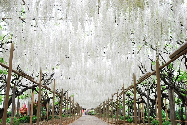 Le hoi hoa tu dang anh 12