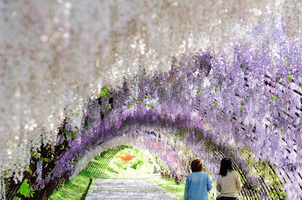 Le hoi hoa tu dang anh 4