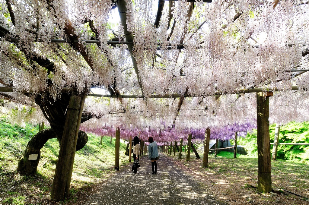 Le hoi hoa tu dang anh 9
