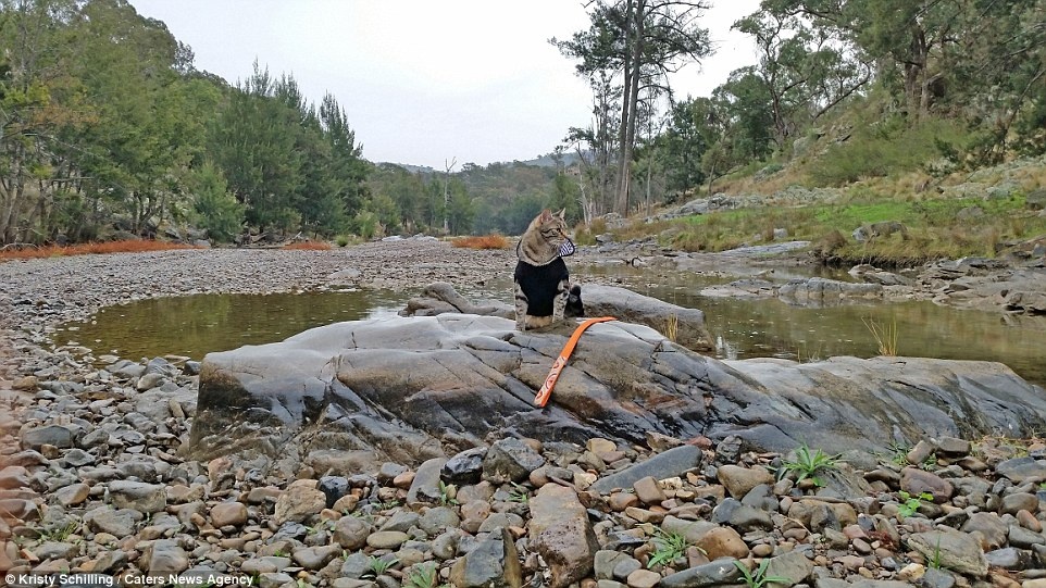 Mèo đi du lịch ảnh 9 Meo di du lich anh 9