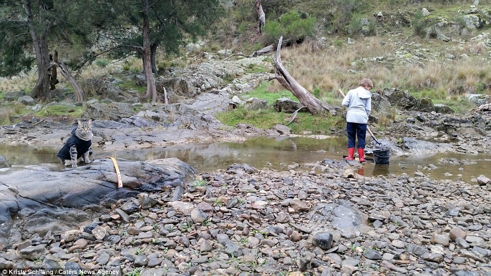 Mèo đi du lịch ảnh 11 Meo di du lich anh 11