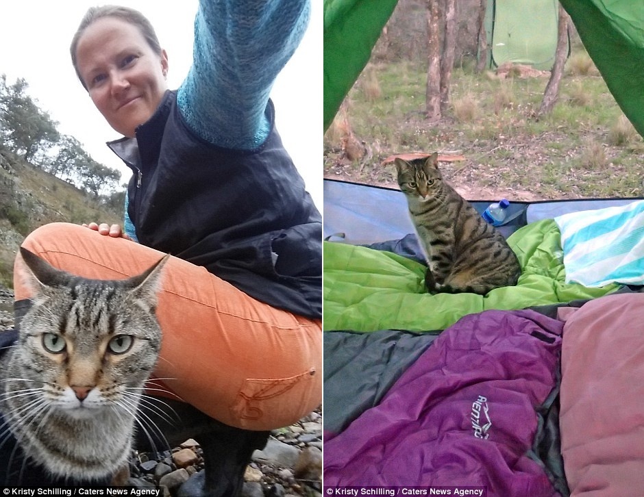 Mèo đi du lịch ảnh 4 Meo di du lich anh 4