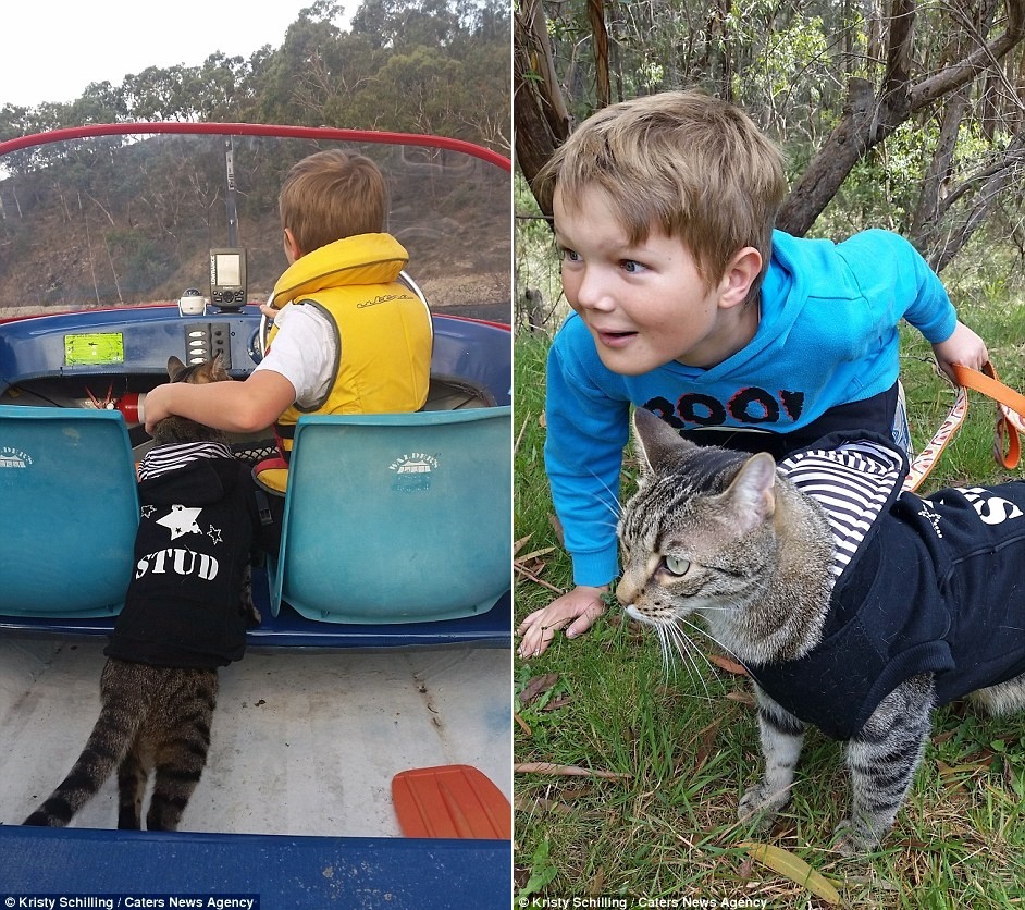 Mèo đi du lịch ảnh 5 Meo di du lich anh 5