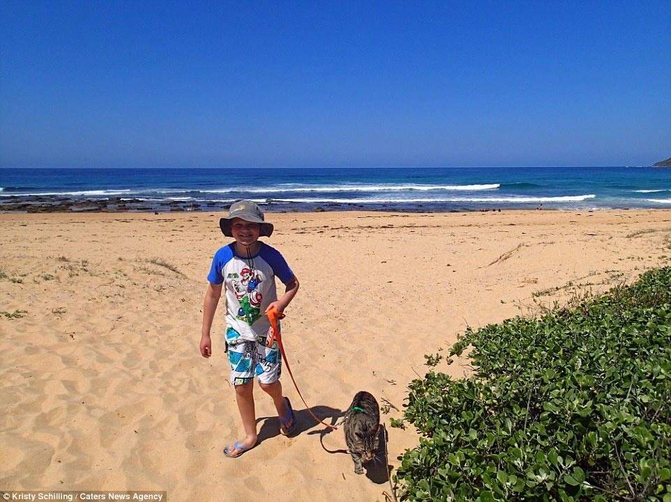 Mèo đi du lịch ảnh 7 Meo di du lich anh 7