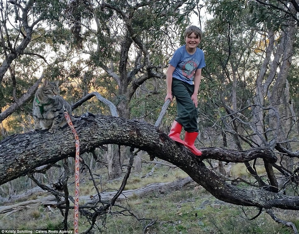 Mèo đi du lịch ảnh 8 Meo di du lich anh 8