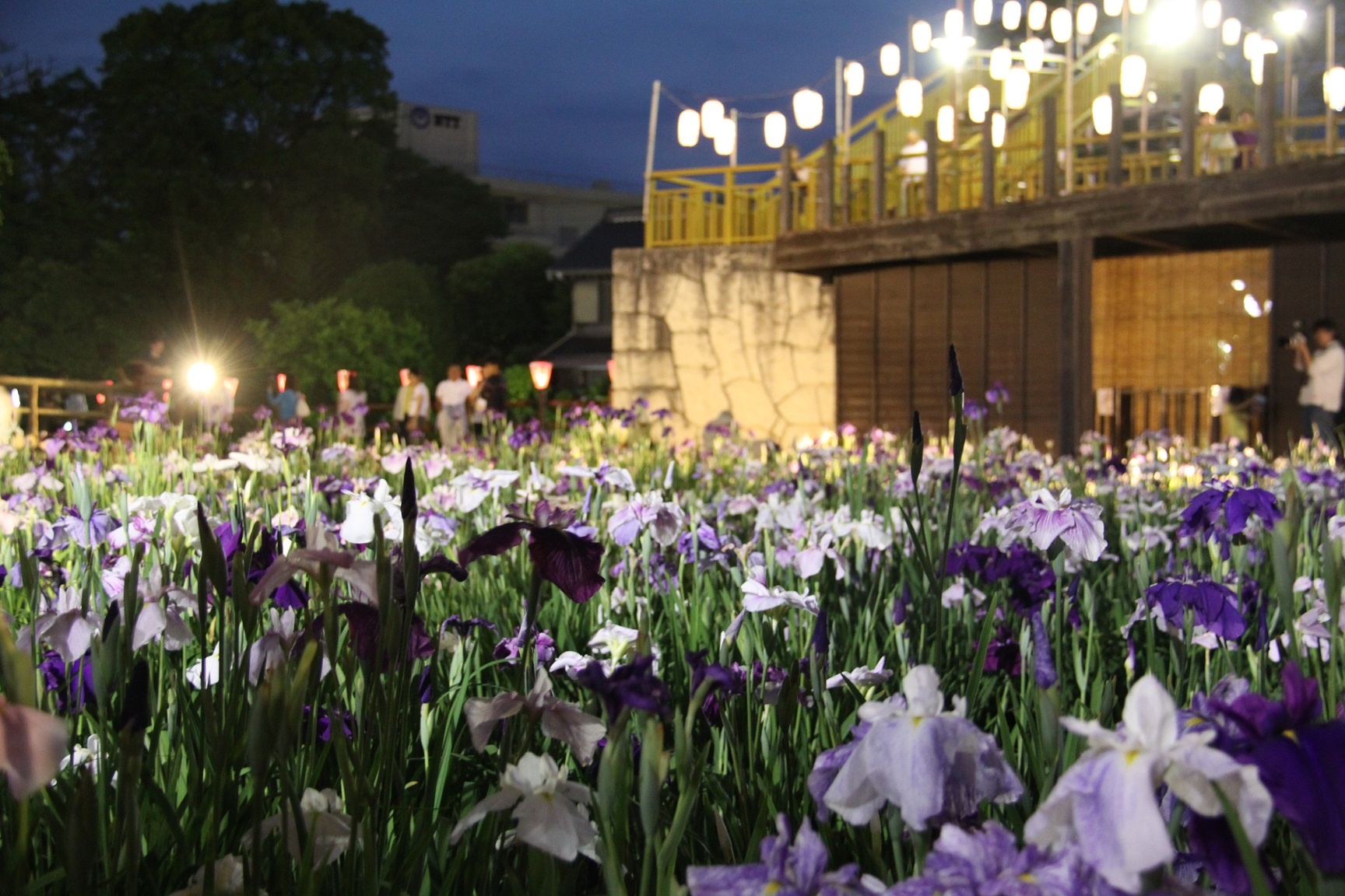 Le hoi hoa dien vi Nhat Ban anh 9