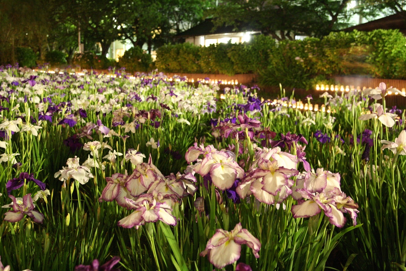 Le hoi hoa dien vi Nhat Ban anh 10