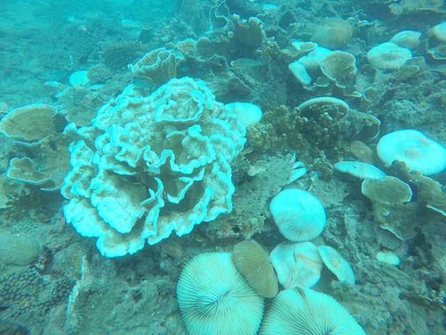 San ho tai Con Dao bi tay trang hang loat hinh anh