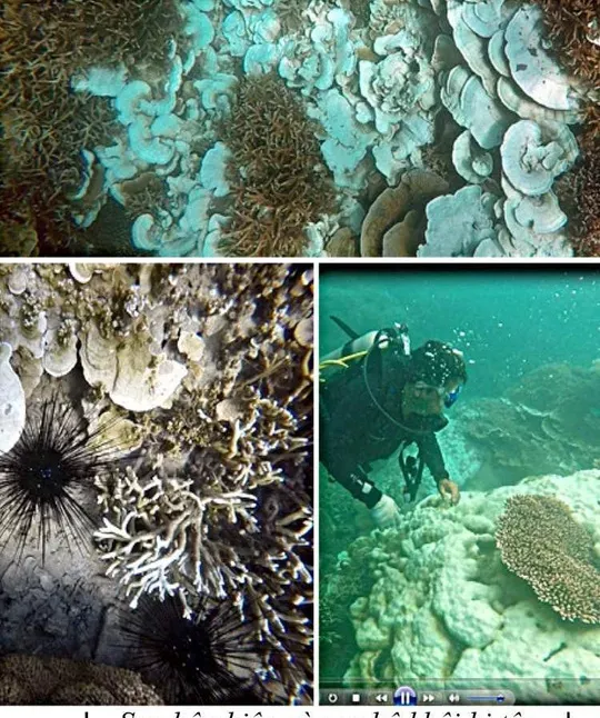 San ho Con Dao anh 1