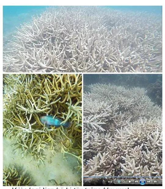 San ho Con Dao anh 2