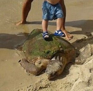 Rua bien quy hiem bi thuong do khach loi len chup anh hinh anh